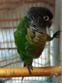 [Conure][ウロコインコ][ウロコインコ][インコ]くるみ（起きるのイヤです）