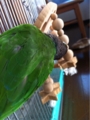 [Conure][ウロコインコ][ウロコインコ][インコ]くるみ（トム・クルーズばりのアクション！）