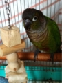 [Conure][ウロコインコ][ウロコインコ][インコ]くるみ（ぬぼー）