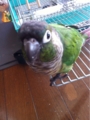 [Conure][ウロコインコ][ウロコインコ][インコ]くるみ（それ、あいふぉーん！）