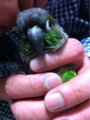 [Conure][ウロコインコ][ウロコインコ][インコ]くるみ（お留守番してたから甘えっ子ちゃーん！）