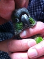 [Conure][ウロコインコ][ウロコインコ][インコ]くるみ（んもー、ぶちゅー！）