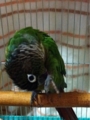 [Conure][ウロコインコ][ウロコインコ][インコ]くるみ（何で起きにゃならんのよ）