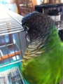 [Conure][ウロコインコ][ウロコインコ][インコ]くるみ（趣味はロッククライミング！）