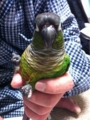 [Conure][ウロコインコ][ウロコインコ][インコ]くるみ（やあ！）