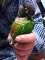 [Conure][ウロコインコ][ウロコインコ][インコ]くるみ（後ろに届くよーん）