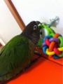 [Conure][ウロコインコ][ウロコインコ][インコ]くるみ（ケロッピー見つけたー！）