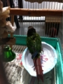 [Conure][ウロコインコ][ウロコインコ][インコ]くるみ（水浴びー！）