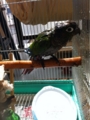 [Conure][ウロコインコ][ウロコインコ][インコ]くるみ（ぶーちゃんも入れば？）