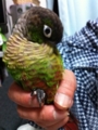 [Conure][ウロコインコ][ウロコインコ][インコ]くるみ（ほら、もふもふ）