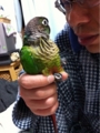 [Conure][ウロコインコ][ウロコインコ][インコ]くるみ（今日も怒られちった）