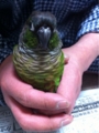 [Conure][ウロコインコ][ウロコインコ][インコ]くるみ（ポスターにしていいよ）