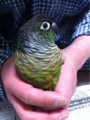 [Conure][ウロコインコ][ウロコインコ][インコ]くるみ（ブロマイドでもいいよ）