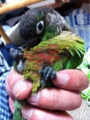 [Conure][ウロコインコ][ウロコインコ][インコ]くるみ（お腹ぽんぽこりん）