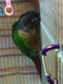 [Conure][ウロコインコ][ウロコインコ][インコ]くるみ（まだ寝るもん！）