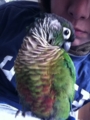 [Conure][ウロコインコ][ウロコインコ][インコ]くるみ（余裕っす）