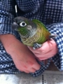 [Conure][ウロコインコ][ウロコインコ][インコ]くるみ（抜け出すぞー！）