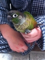 [Conure][ウロコインコ][ウロコインコ][インコ]くるみ（あれ、抜け出せない？）