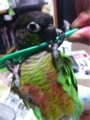 [Conure][ウロコインコ][ウロコインコ][インコ]くるみ（鉛筆ちゃん！）