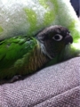 [Conure][ウロコインコ][ウロコインコ][インコ]くるみ（甘えちゃうぞー！）