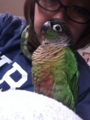 [Conure][ウロコインコ][ウロコインコ][インコ]くるみ（ん？　にゃーに？）