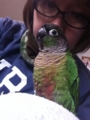 [Conure][ウロコインコ][ウロコインコ][インコ]くるみ（かわいくてごめんねっ！）