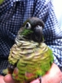 [Conure][ウロコインコ][ウロコインコ][インコ]くるみ（ぶーちゃん、頭痛なんだって）