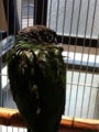 [Conure][ウロコインコ][ウロコインコ][インコ]くるみ（濡れインコ）