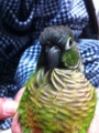 [Conure][ウロコインコ][ウロコインコ][インコ]くるみ（そりゃ熱心さっ！）