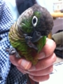 [Conure][ウロコインコ][ウロコインコ][インコ]くるみ（ネイルケア中）