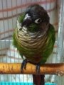 [Conure][ウロコインコ][ウロコインコ][インコ]くるみ（起きる意味がわからないわ）