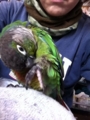 [Conure][ウロコインコ][ウロコインコ][インコ]くるみ（今日の陣地！）