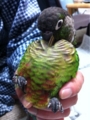 [Conure][ウロコインコ][ウロコインコ][インコ]くるみ（足だけ怪獣）