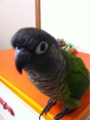 [Conure][ウロコインコ][ウロコインコ][インコ]くるみ（横目でiPhoneを狙う）