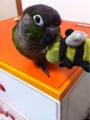 [Conure][ウロコインコ][ウロコインコ][インコ]くるみ（ビーちゃん！）