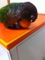 [Conure][ウロコインコ][ウロコインコ][インコ]くるみ（ニモちゃん！）