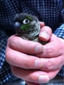 [Conure][ウロコインコ][ウロコインコ][インコ]くるみ（ここが一番落ち着くわけです）