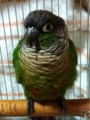 [Conure][ウロコインコ][ウロコインコ][インコ]くるみ（おはようもふもふ）