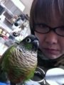 [Conure][ウロコインコ][ウロコインコ][インコ]くるみ（豪華なウロコでしょ？）