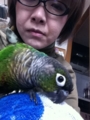 [Conure][ウロコインコ][ウロコインコ][インコ]くるみ（悪だくみ中）