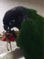 [Conure][ウロコインコ][ウロコインコ][インコ]くるみ（くーのお財布！）