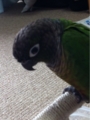 [Conure][ウロコインコ][ウロコインコ][インコ]くるみ（お財布落ちちゃった）