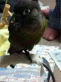 [Conure][ウロコインコ][ウロコインコ][インコ]くるみ（今日もぶーちゃん倒れた！）