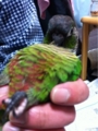 [Conure][ウロコインコ][ウロコインコ][インコ]くるみ（ふんぞり返っていいでしょー！）