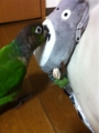 [Conure][ウロコインコ][ウロコインコ][インコ]くるみ（この子、くーに似てる？）