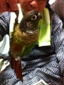 [Conure][ウロコインコ][ウロコインコ][インコ]くるみ（パーザンじゃないしっ！）