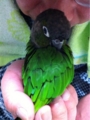 [Conure][ウロコインコ][ウロコインコ][インコ]くるみ（説教されてるけどねぇ）