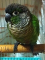 [Conure][ウロコインコ][ウロコインコ][インコ]くるみ（まだまだもふもふ）