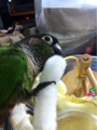 [Conure][ウロコインコ][ウロコインコ][インコ]くるみ（くるみじゃらしっ！）