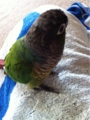 [Conure][ウロコインコ][ウロコインコ][インコ]くるみ（ぼー）